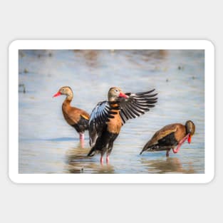 Black-bellied Whistling-Duck Trio Sticker